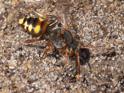 Nomada zonata.jpg